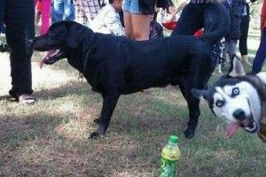 1 Animal-photobombs 3