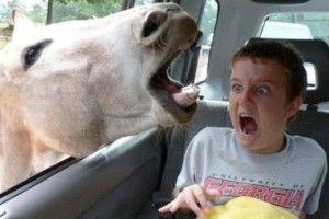 1 funny-animal-photobombs-4-600x400