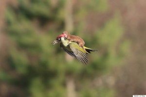 WOODPECKER-WEASEL-900