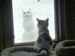 cat-snowman-funny