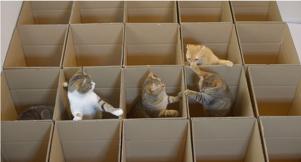 Nine Cats Have The Time Of Their Nine Lives