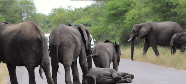 When This Baby Elephant Collapses, The Herd Does The Most Remarkable Thing!