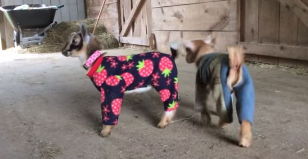 Screen Shot 2015-06-20 at 11.35.27 AM