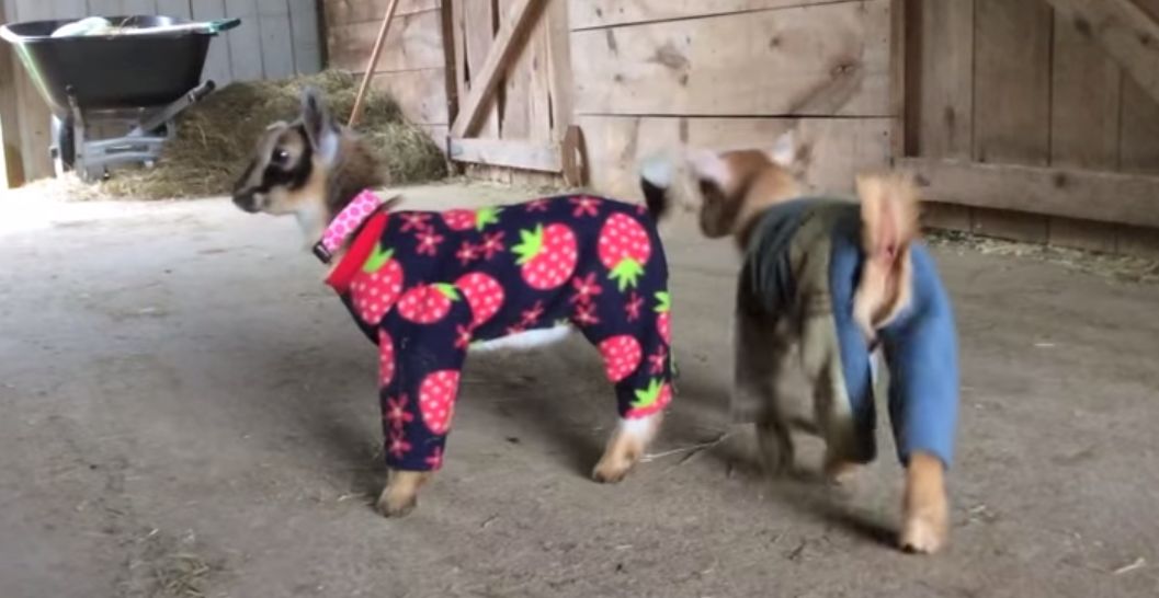 Does It Get Any Better Than Baby Goats in Pajamas