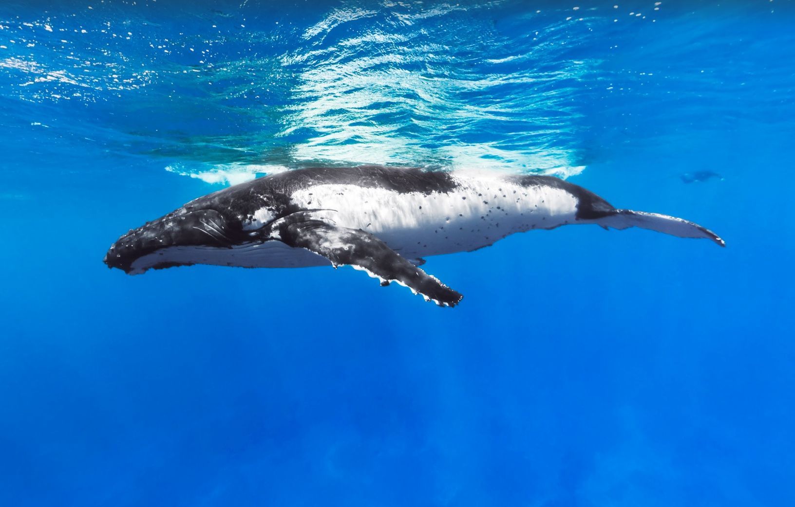 Can You Believe it? Google Street View’s New Underwater Images!