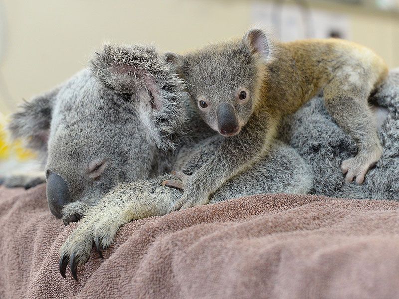 Baby Koala Won’t Leave Mom’s Side During Surgery -Too Precious!
