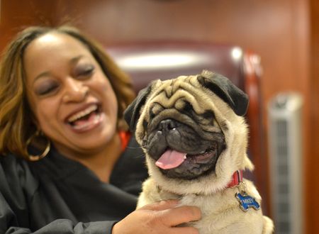 Justice Is Blind – A Judge And Her Adopted Pug Friend