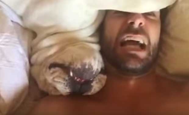 Grumpy Bulldog Is NOT A Morning Doggie