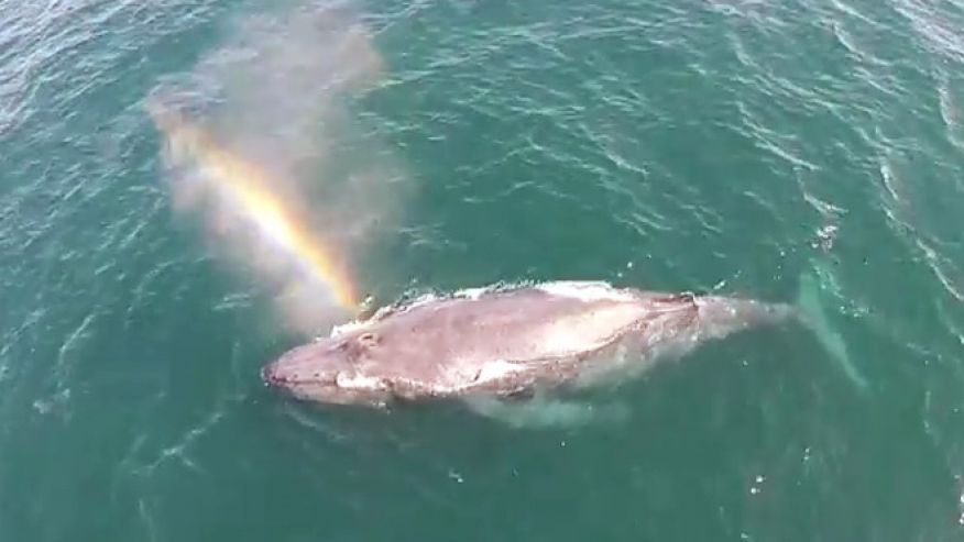 If You Have Never Seen A Whale Spout A Rainbow, Then You’re In For A Treat!