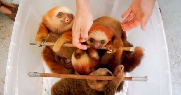 39c2dbfe9474769612b3d405d4cbe484