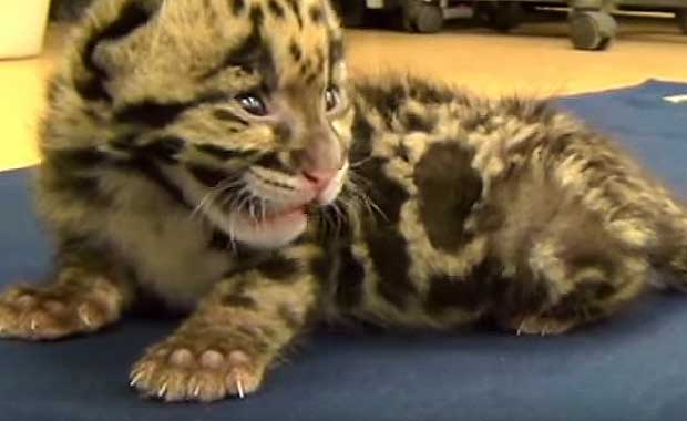 CloudedLeopard_Awake