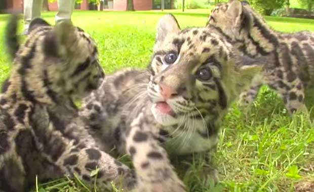 CloudedLeopard_Older