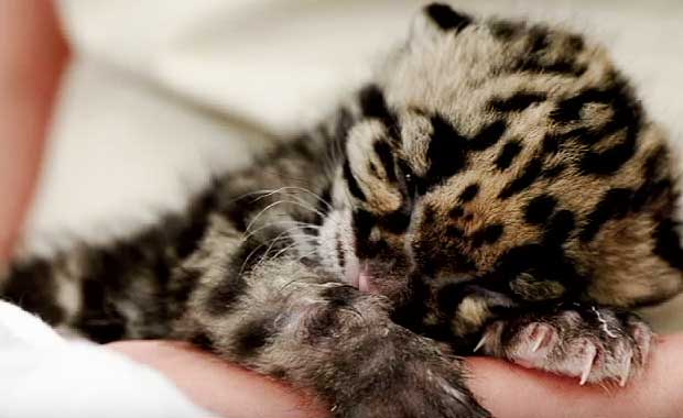 CloudedLeopard_Snuggle