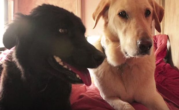 dog alone in a storm