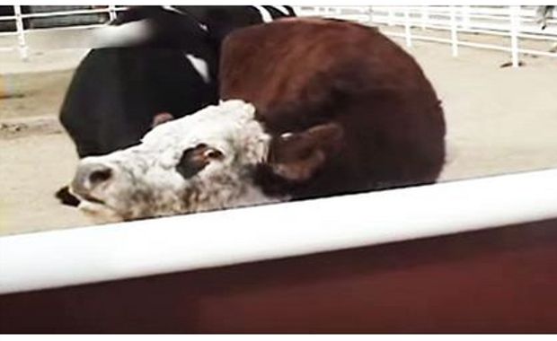 Mother Cow and Calf Reunite And Their Reaction Is Priceless
