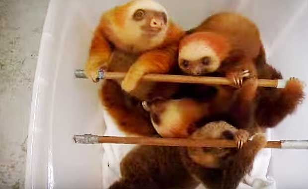 Baby Sloths Are Transported To Their Baths Where The Most Adorable Thing Happens