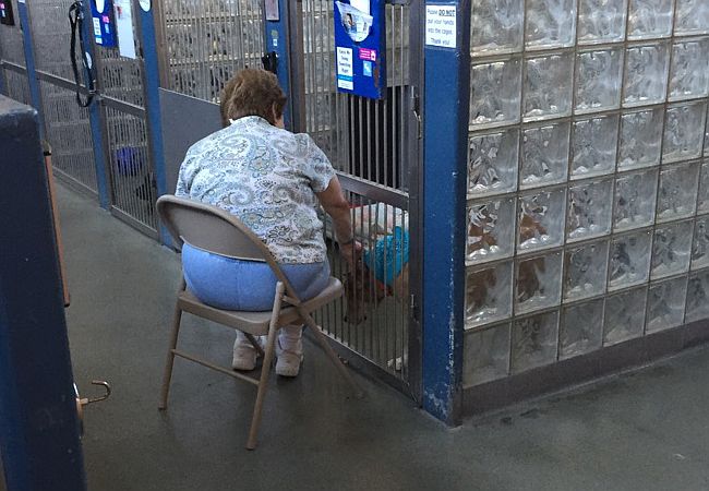 Why Has This Woman Started Visiting An Animal Shelter Every Day?