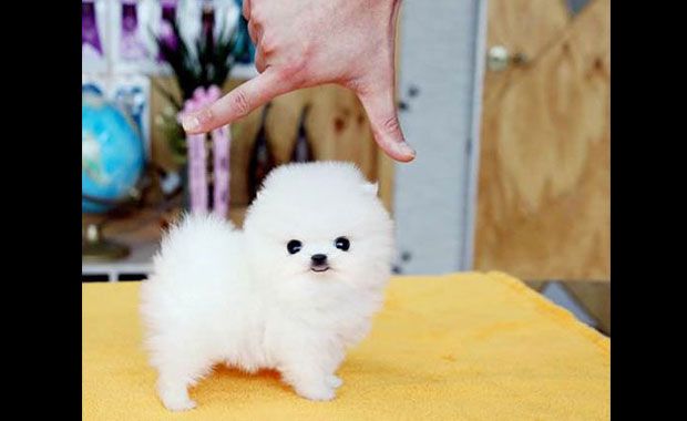 Really Small Dogs You Wont Believe Actually Exist
