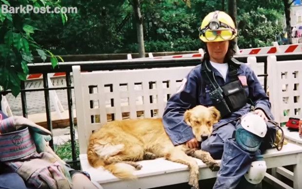 Source: BarkPost/YouTube