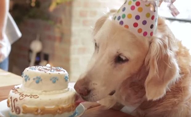 Source: BarkPost/YouTube