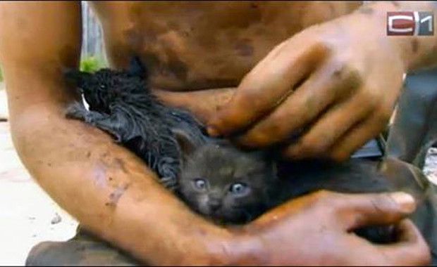 kittens rescued from oil spill