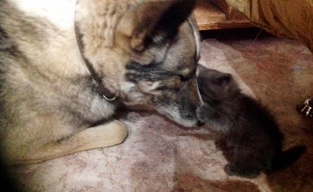 kittens rescued from oil spill