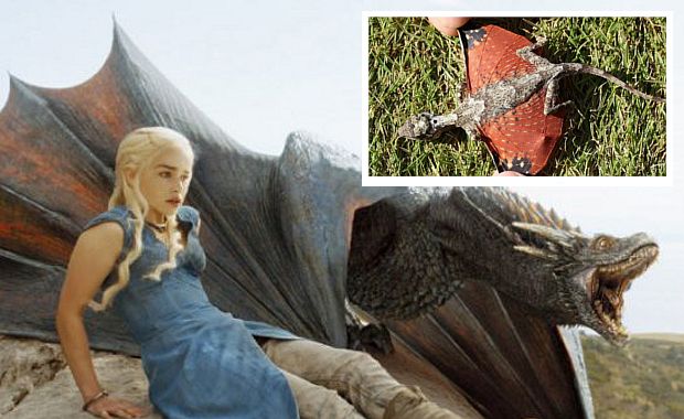 Tiny ‘Dragons’ Discovered In Indonesia And ‘Game of Thrones’ Fans Are About To Lose It