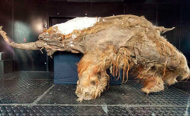 Credit: The Siberian Times