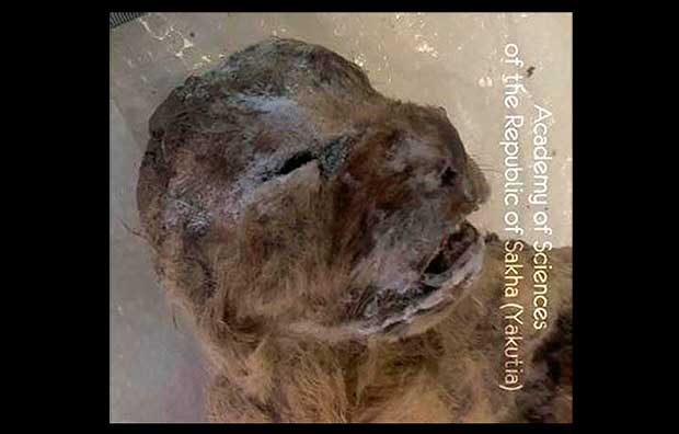 Siberian Permafrost Preserved Two 10,000-Year-Old Lion Cubs Wholly Intact