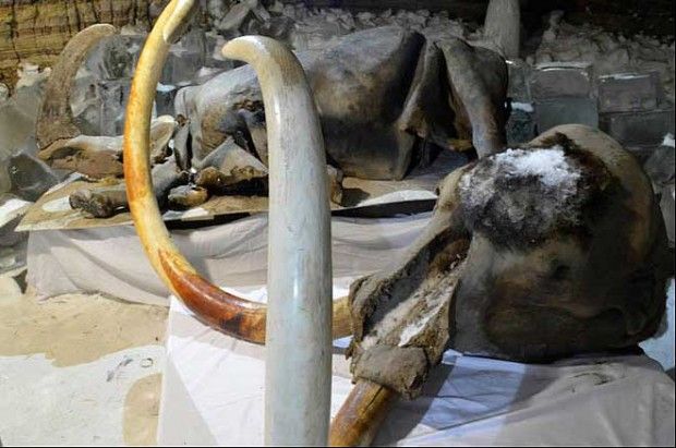 Credit: The Siberian Times