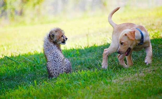 puppy cheetah friendship