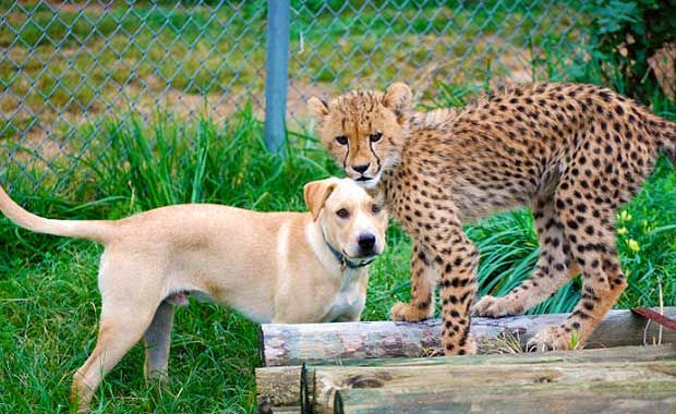 puppy cheetah friendship
