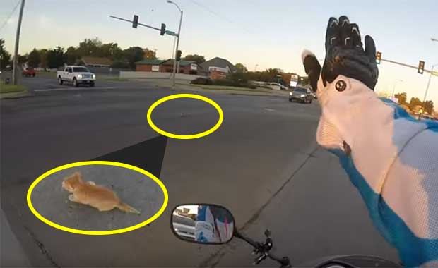 Motorcyclist Saves Adorable Kitten In Busy Intersection