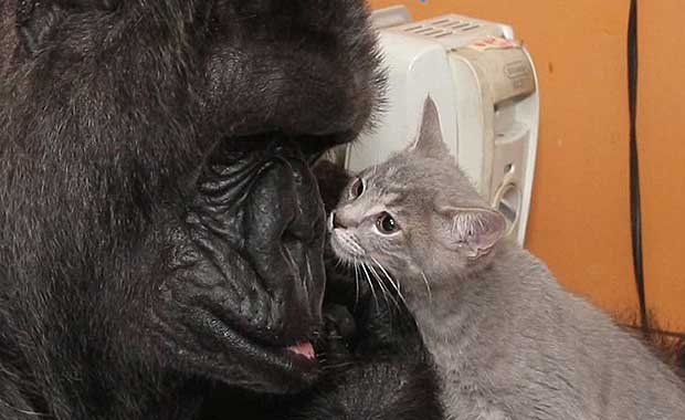 Watch As Famed Sign Language Gorilla, Koko, Adorably Adopts Two Kittens