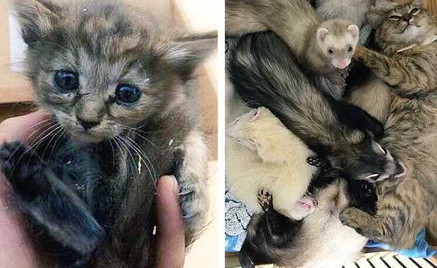 Meet Komari, The Kitten Raised By Six Ferrets