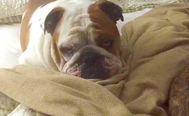 Lazy Bulldog Gets Out Of Bed For Only One Hilarious Reason!