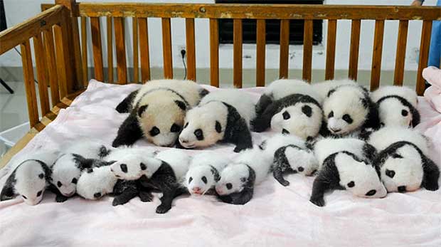 Credit: STR/AFP/Getty Images