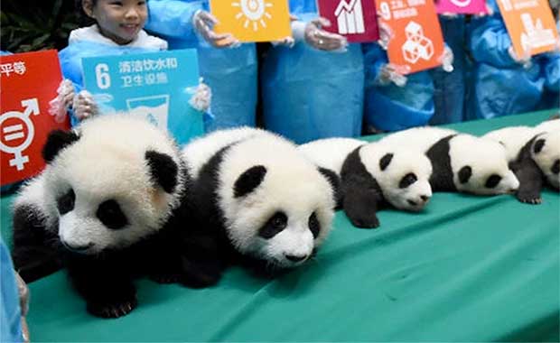 China Held A ‘Panda Kindergarten’ And It Was As Adorable As You’re Imagining