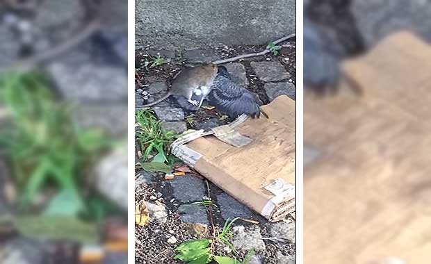 New York City Rats No Longer Interested In Pizza, Choosing Live Pigeons Instead