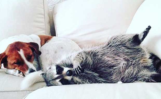 orphan raccoon rescue