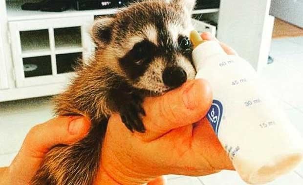 orphan raccoon rescue