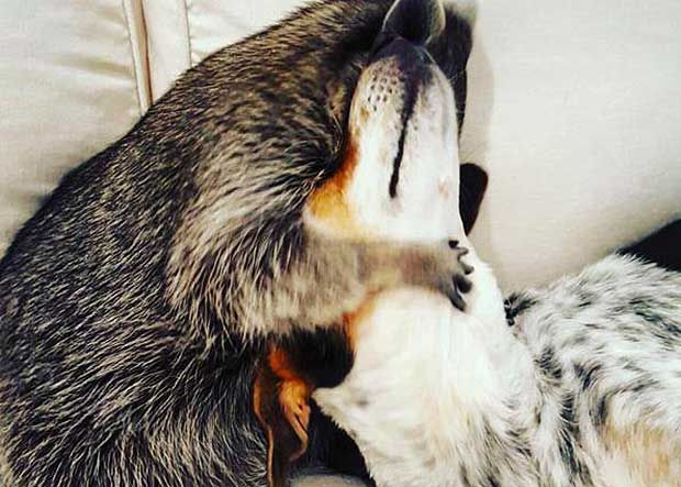 orphan raccoon rescue