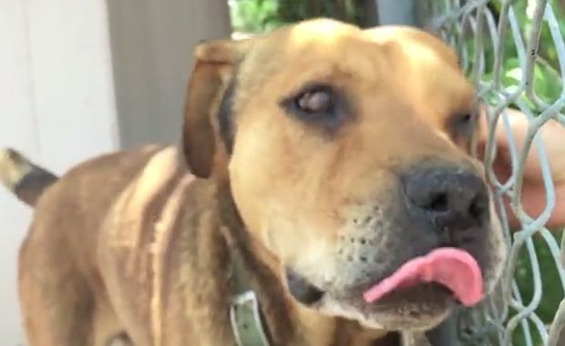 chained-up dog rescued