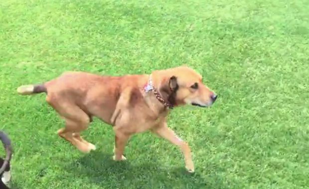 chained-up dog rescued