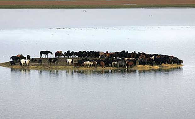 Dramatic Rescue Saves 100 Horses Stuck On Island After Massive Flood
