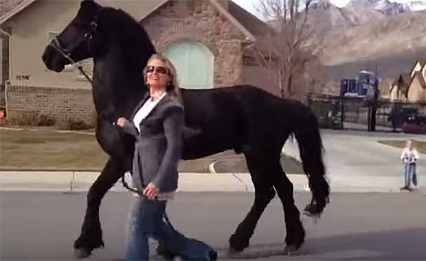 Giant Stallion Goes For Evening Walks Just Like The Family Dog