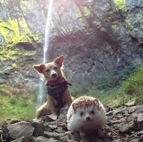 Source: Instagram - Biddy the Hedgehog