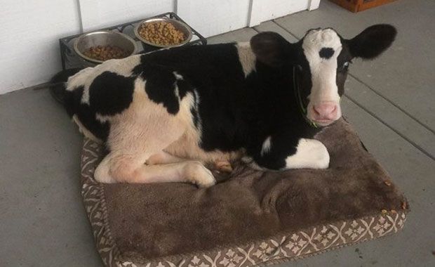 Credit: Twitter/ABC News