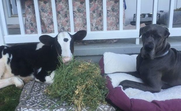 Credit: Twitter/Good Morning America