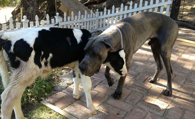 Credit: Twitter/ABC News